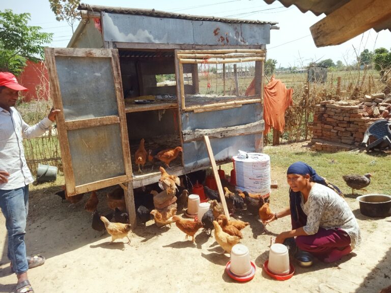Poulty Farming Supported by Women